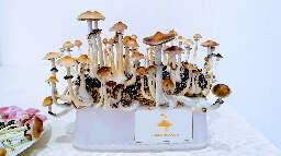 Fruiting psilocybe cubensis mushrooms brazil strain