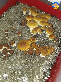 KSSS aka Koh Samui super strain magic mushrooms #2