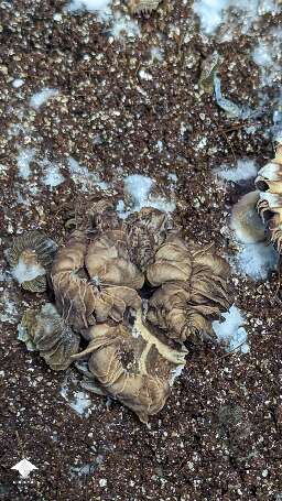 Beautiful Choco Rojo magic mushrooms #10