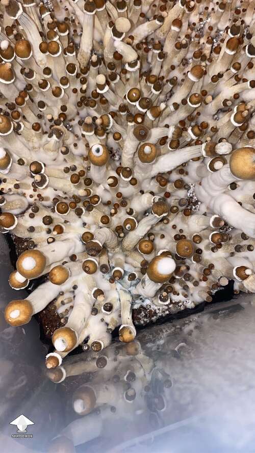 First flush of B+ mushrooms - inoculated with MSS