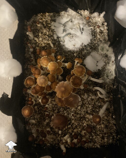 Saved mushrooms after using salt application for mold