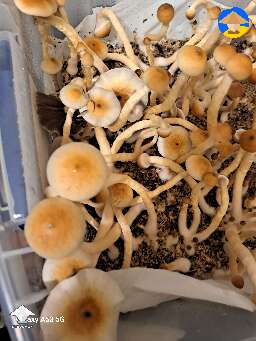 Luminous Lucy mushrooms