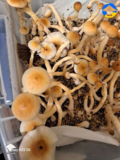 Luminous Lucy mushrooms