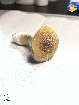Golden Teacher stargazer