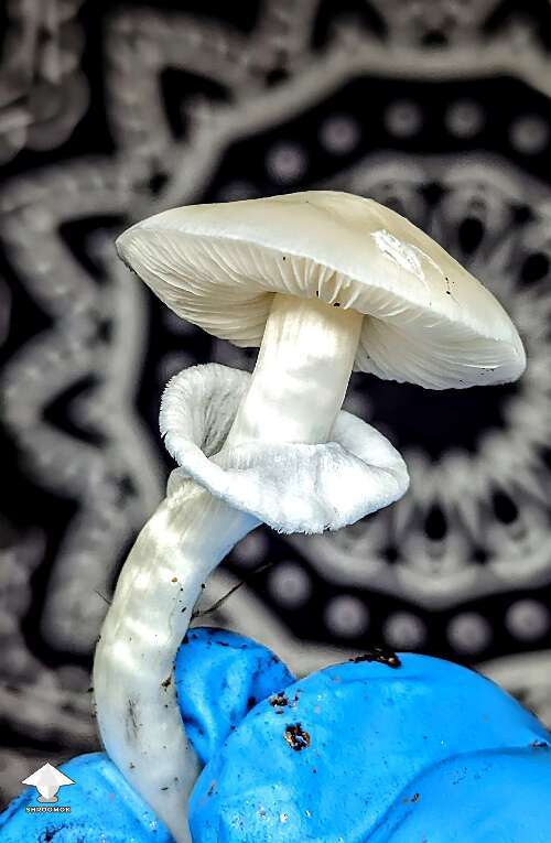 Beautiful Albino A+ mushroom