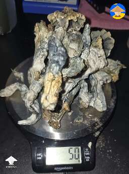 Dried Nutcracker mushrooms harvest