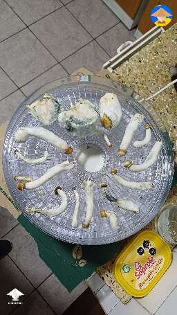 DC Mak 350 shroom harvest