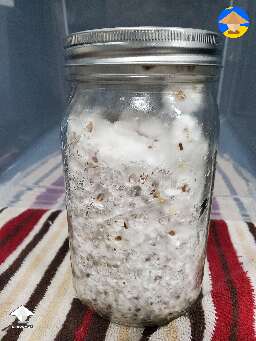  Follow up pic, it's been about 5 days. Does it look ready for grain to grain?