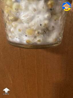 Grain colonization - day 11