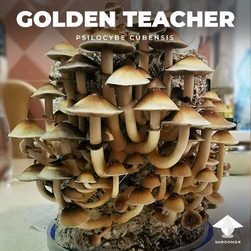 Golden teacher mushroom cake