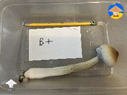Cubensis B+ mushroom #2