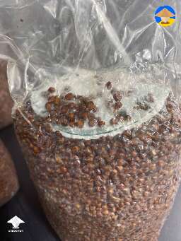 Trying Milo grain out, nice full agar of JMF