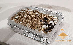 Mycelium run - 2 days after casing with vermiculite - GT strain