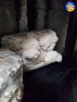 Third flush of Lions Mane fruiting #2