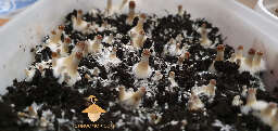 Brazil psilocybe cubensis day 30