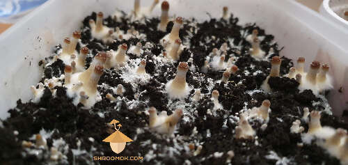 Psilocybe Cubensis Brazil. 30 days after inoculation and 8 days in growbox