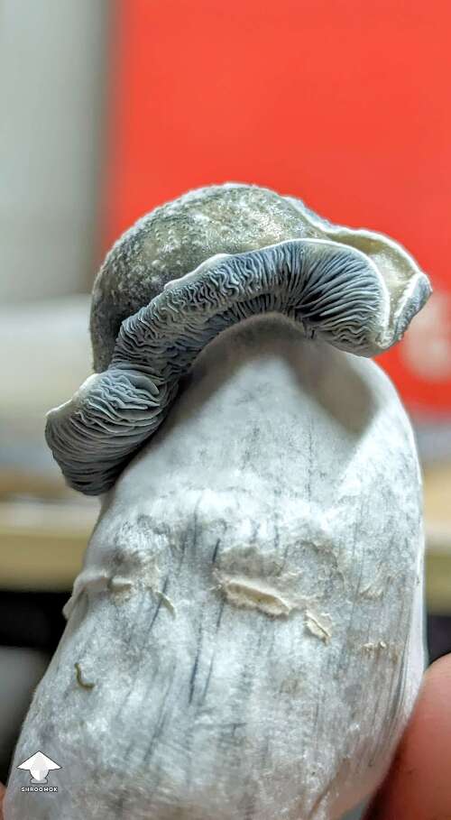 Beautiful Albino Riptide magic mushroom