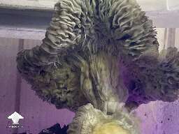 Psilocybe Cubensis Makilla Gorilla magic mushroom