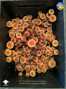 Cubensis Golden Teacher in black monotub
