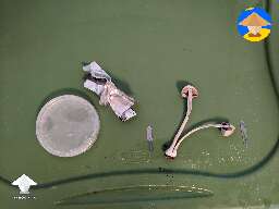If you wanna make an agar plate from a mushroom - cloning - more in description