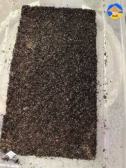 Here are some Panaeolus with casing layer #2