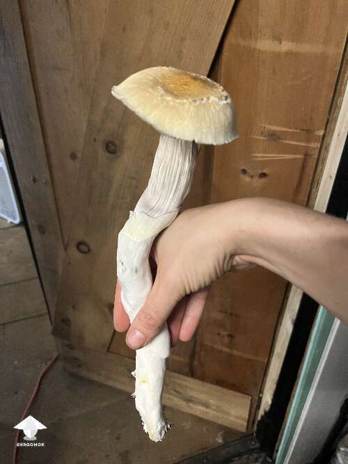 Leggy huge PES Hawaiian magic mushroom