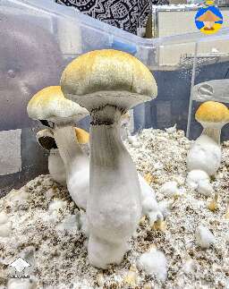 Final flush of Tidal Wave magic mushrooms #6