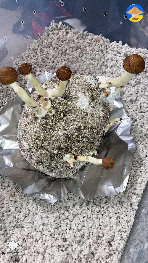 First time grower. How do they look? Details in the description #6
