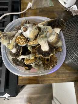 Tidal Wave mushroom harvest - 428 g