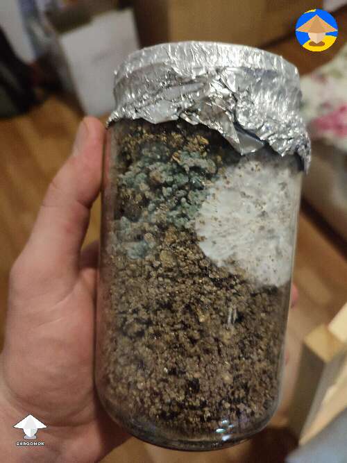 This is what I got last time - green mold contam #2