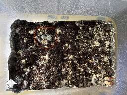 Blue-green contamination on mushroom cake