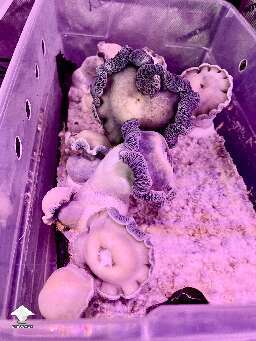 Some fun Albino Riptide magic mushrooms by 🧞GT🍄GARGAMEL