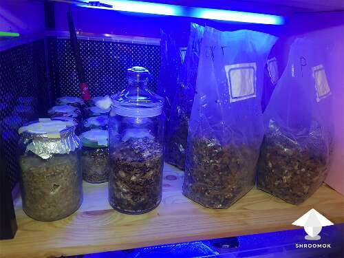 Incubator incubation chamber for mushroom growing