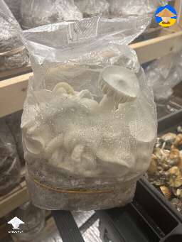 Mushroom fruiting right in a bag #2