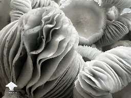 Amazing Allnape magic mushrooms #3