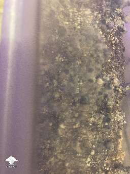 Mushrooms aborts here and did they decay like fast