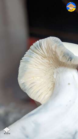 Picked fatty Jack Frost mushrooms #3