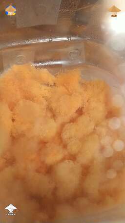 Orange bread mold (Neurospora)