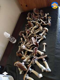 First mushroom grow in monotub #3