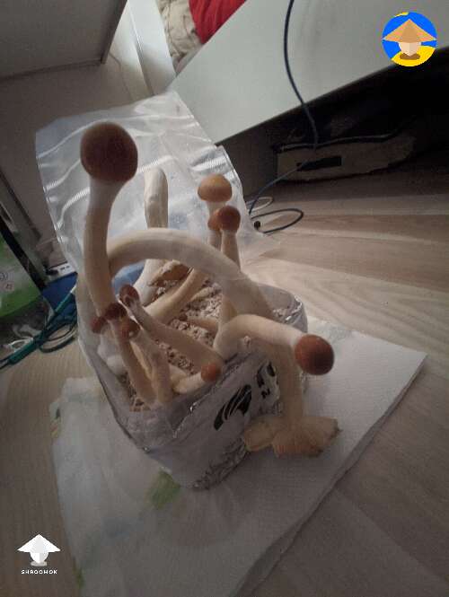First flush of Psilocybe cubensis Colombian