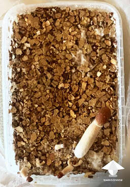 Pinning issue side pins growkit