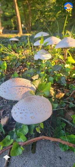 Beautiful wild mushrooms