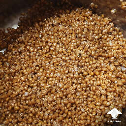 Wheat berry cooking for mushroom growing