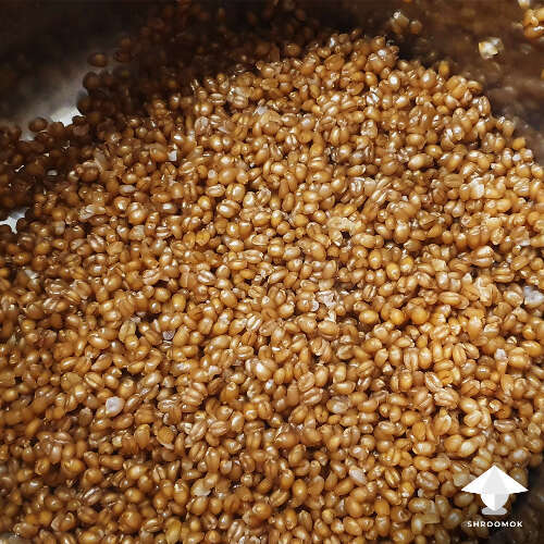 Wheat berry cooking for mushroom growing