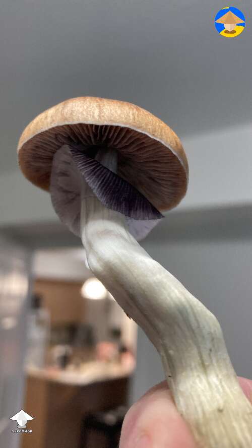 Shroom with a veil open for reference