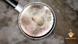 Psilocybe cubensis aborted mushroom