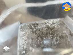 13 days now, but I don't see any mycelium growth and pins. When should I start seeing pins? #2