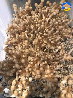 I’ve managed to get a good flush of Albino’s