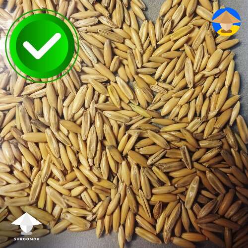 proper grain for mushroom grain spawn whole unhulled oats