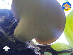 Any ideas or thoughts on this shelf mushroom I found in northern WI? Just trying to identify it #2